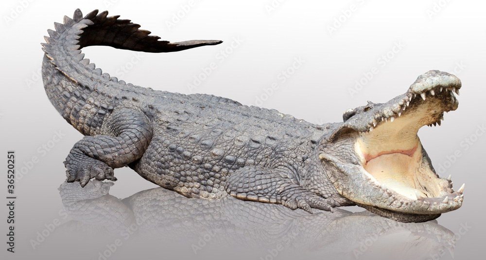 Obraz premium Krokodyl Azji