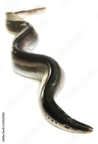 Fish lamprey, isolated on white background
