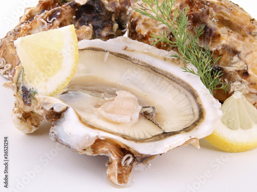 oyster