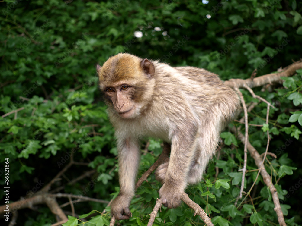 Macaque de Barbarie Macaque de Barbarie