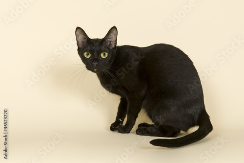 Canvastavla Asian Katze 18783