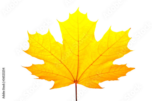 Fall maple leaves isolated on white