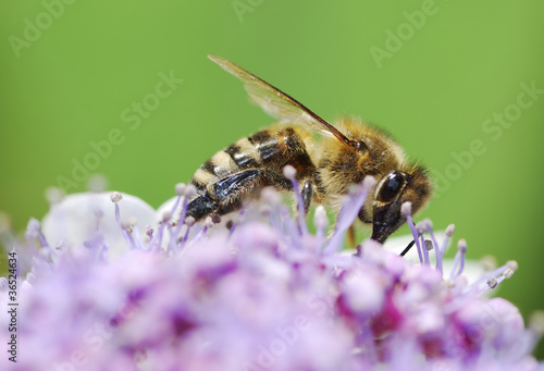Bee © manfredxy