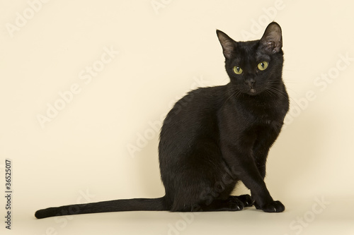 Fotografie Asian Katze 18895