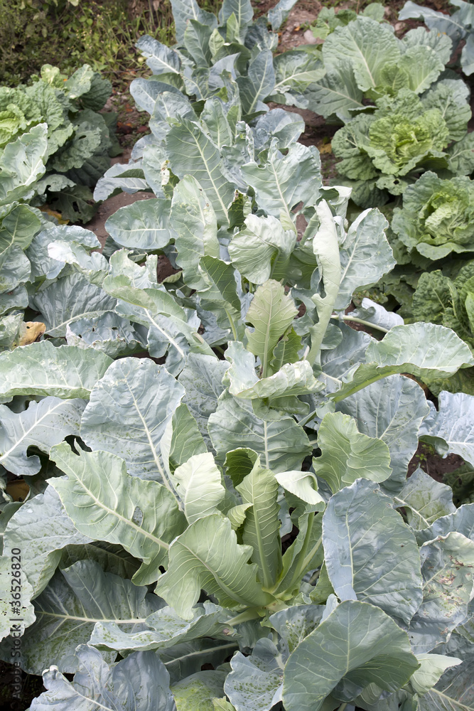 Naklejka premium cabbage plants