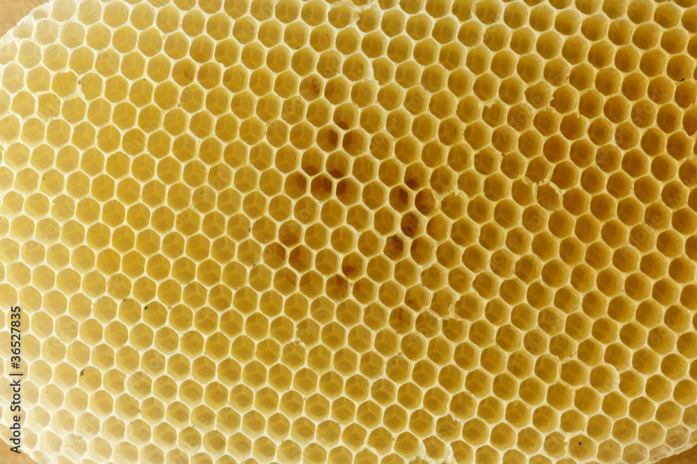 Panal de abejas