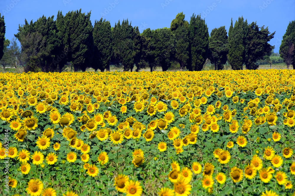 Sunflowerfield