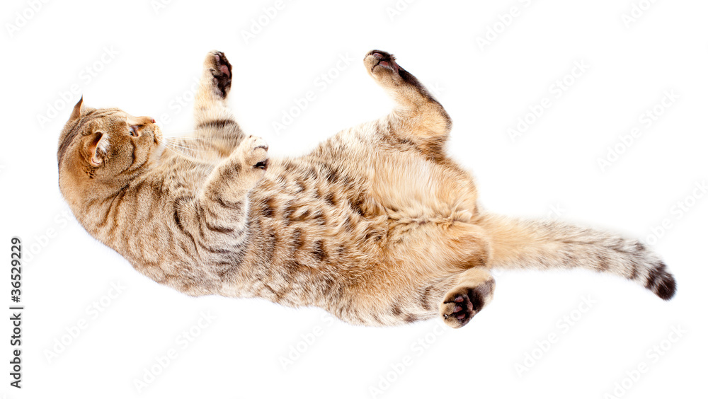 Fototapeta premium falling tabby-cat, isolated on white
