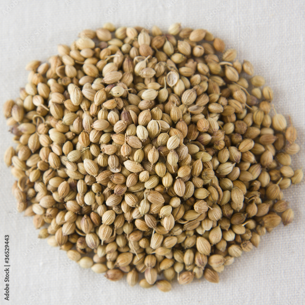 Fototapeta premium Coriander seeds on an isolated white background.