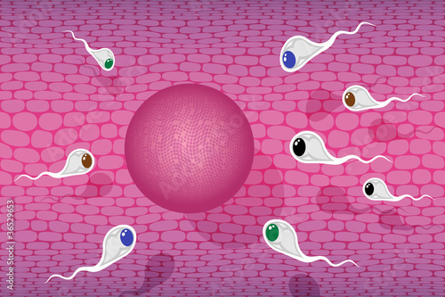 Sperm race