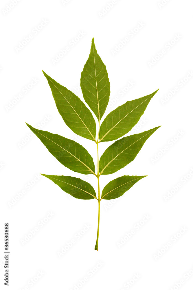 Green leaves on white background Green leaves on white background