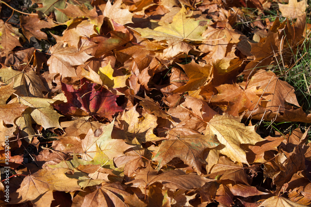 impression of leaves and autumn colors