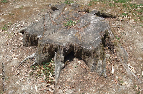 old tree stub photo