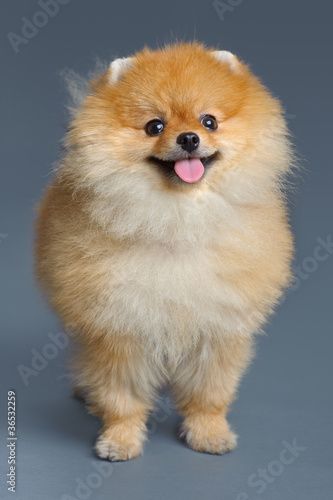 Portrait of pomeranian spitz