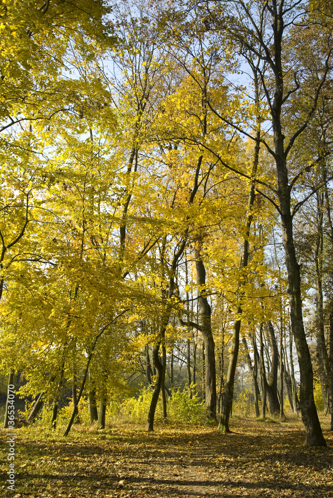 Autumn colors, bright autumn leaves on trees