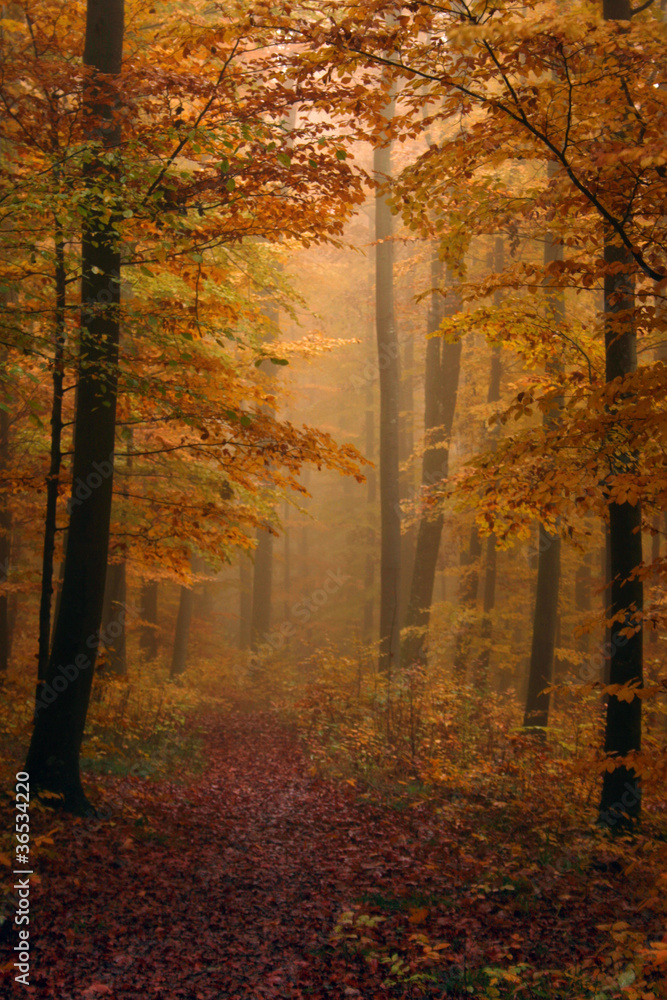 Obraz premium herbstliche Stimmung im Wald bei Nebel