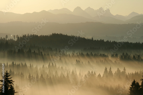 Morgennebel über dem Wald