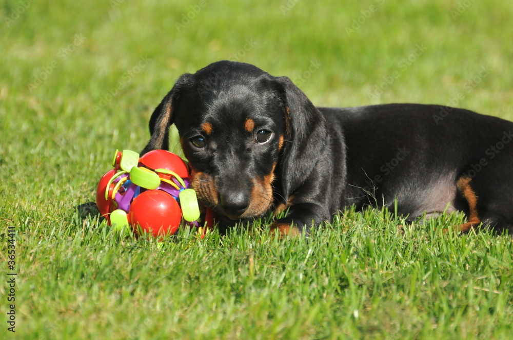 units dachshund playing with a ball,