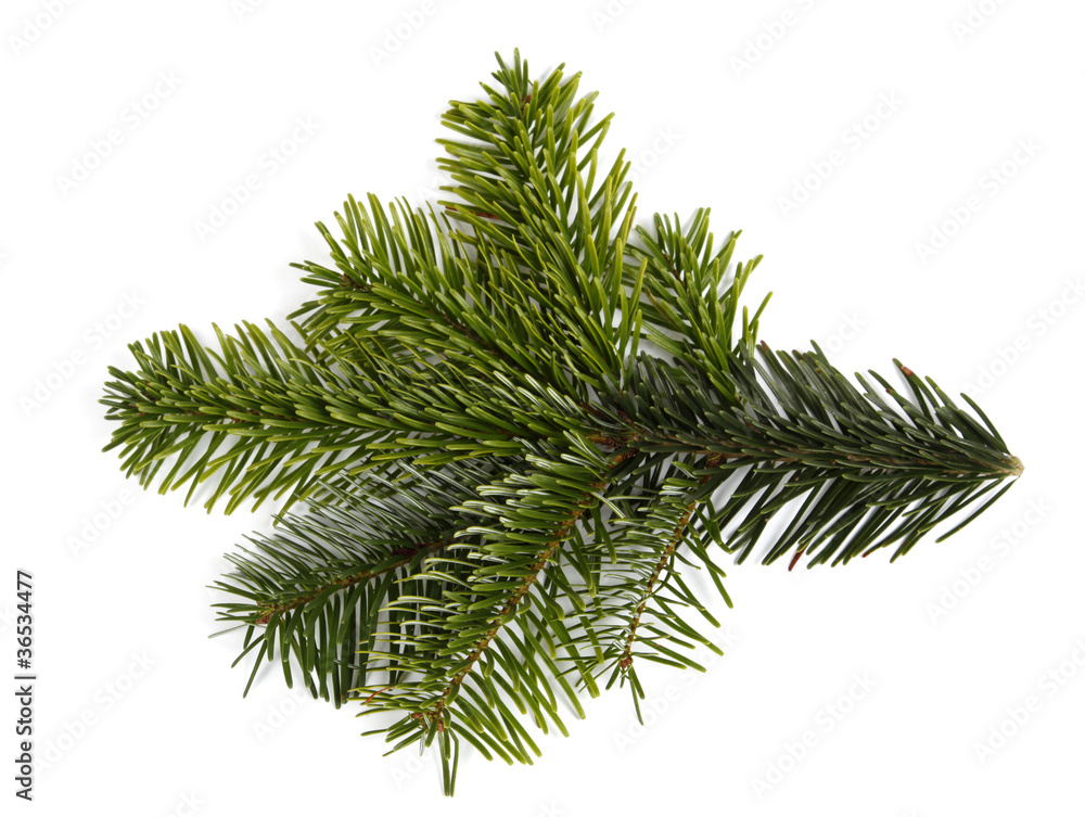 The green twig of the spruce The green twig of the spruce