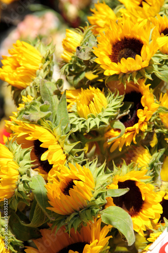 Sunflowers on sale in Las Ramblas street Barcelona city Cataloni photo