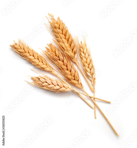 Wheat ears isolated