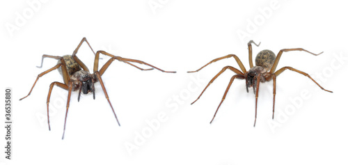 Domestic House Spider (Tegenaria domestica) on white photo