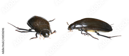 Water Beetle (Hydrophilus piceus) two positions isolated © arnovdulmen