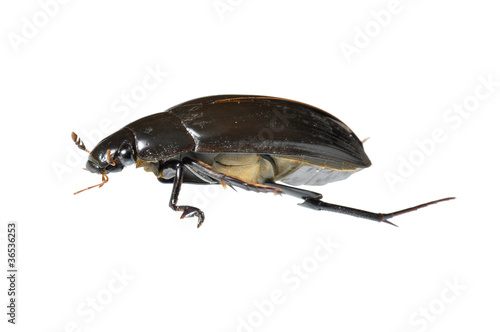 Great Water Beetle (Hydrophilus piceus) isolated
