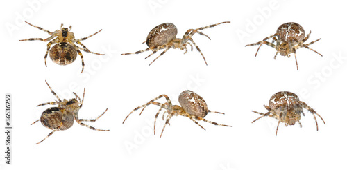 Cross Spider (Araneus diadematus) in six positions isolated