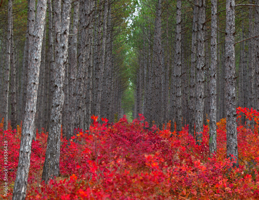 Background of pine forest with red bushes Background of pine forest with red bushes
