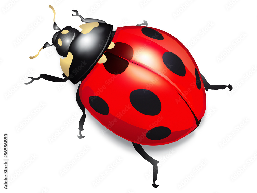 coccinelle ladybug Stock Illustration Adobe Stock