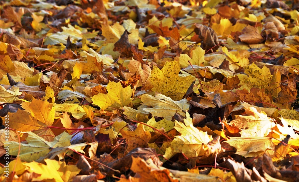 Autumn maple foliage Autumn maple foliage