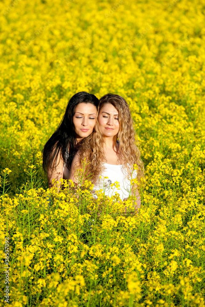 Summer Meadow Summer Meadow