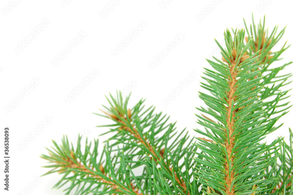 Christmas tree Christmas tree