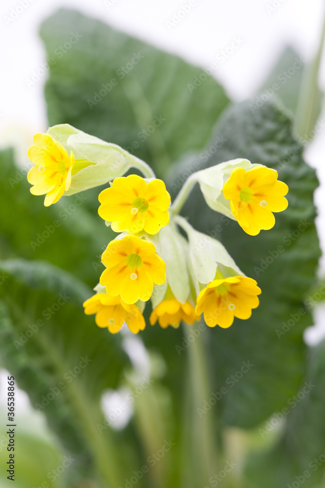 Echte Schlüsselblume, (Primula veris) Blüten und Blätter Echte Schlüsselblume, (Primula veris) Blüten und Blätter
