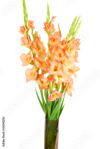 Flower on a white background, studio shoot.