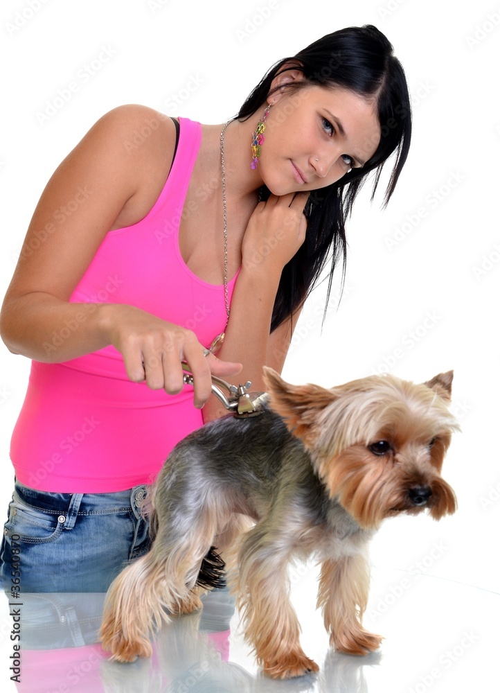 yorkshire terrier getting his hair cut at the groomer yorkshire terrier getting his hair cut at the groomer
