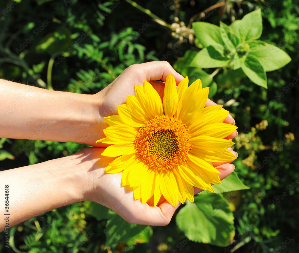 Fototapeta premium Sunflower