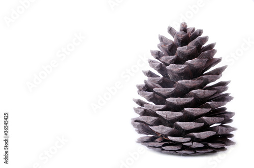 Pine cone