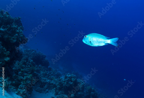 Humpnose big-eye bream on a coral reef in the Red Sea, Egypt.