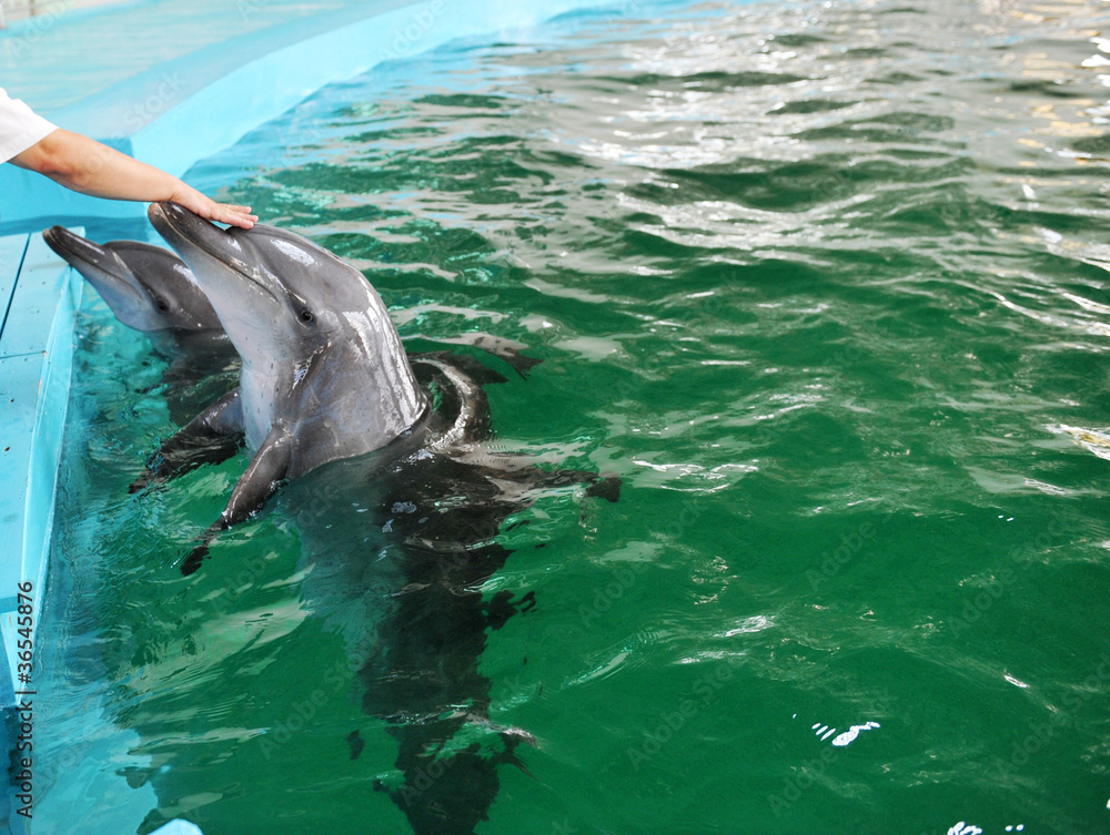 Obraz premium dolphin being fed