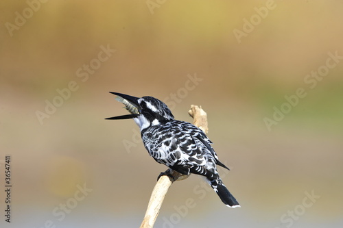 Pied Kingfisher swallows the fish