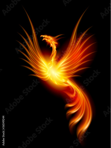 Burning phoenix #36549244