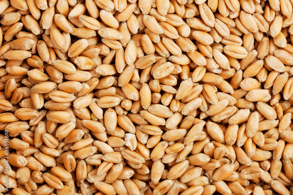 natural oat grains background natural oat grains background