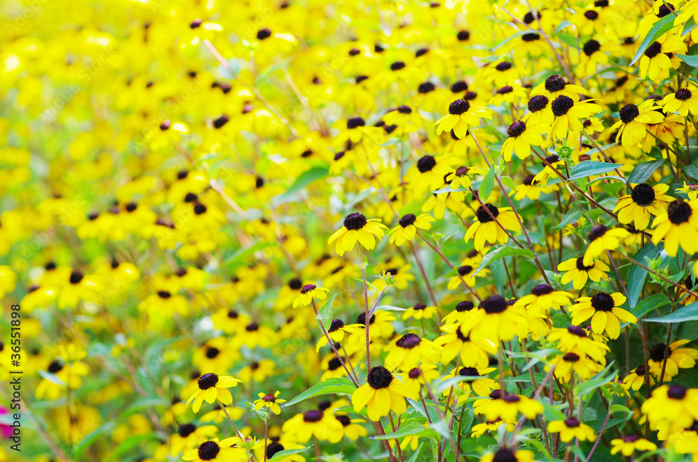 yellow flowers yellow flowers