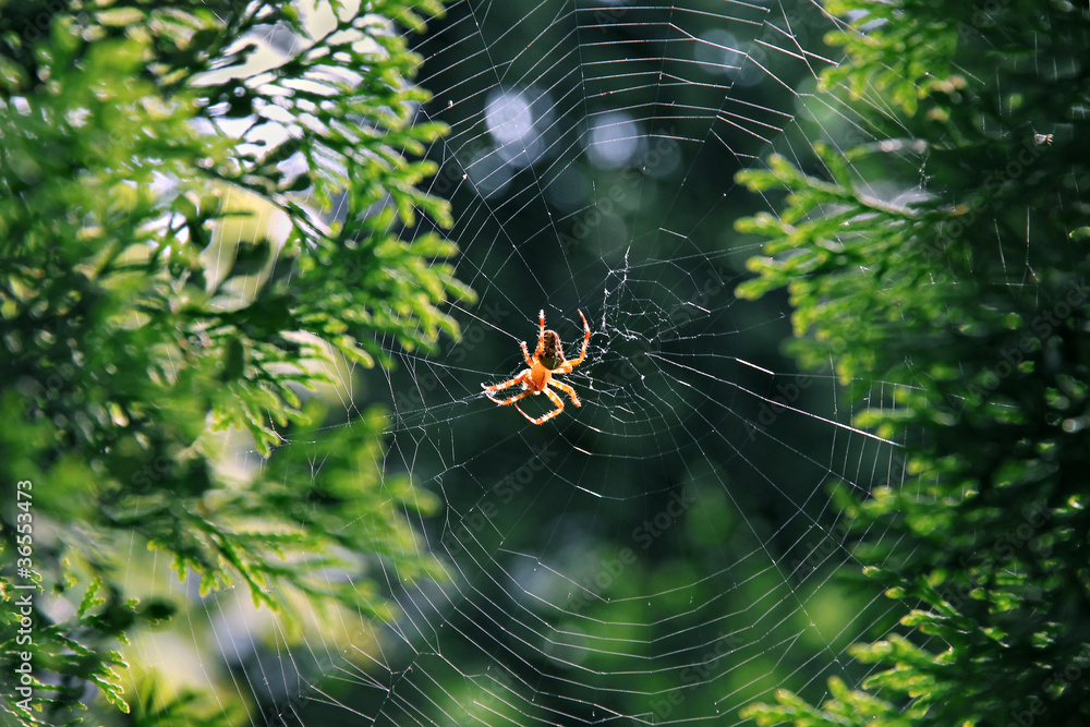 Fototapeta premium Garden spider (Araneus diadematus).