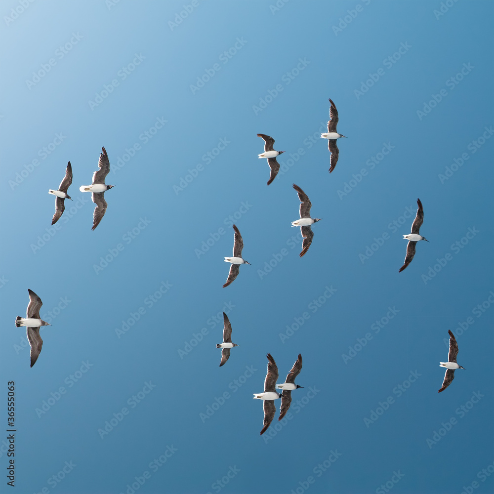 Naklejka Seagulls In Flight