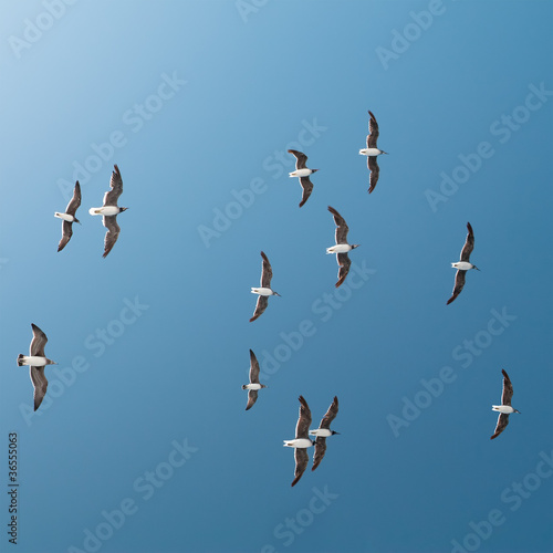 Seagulls In Flight © Lithium366