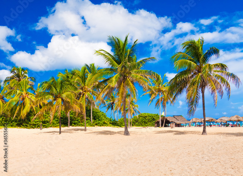Coconut trees on a beautiful beach in Cuba © kmiragaya