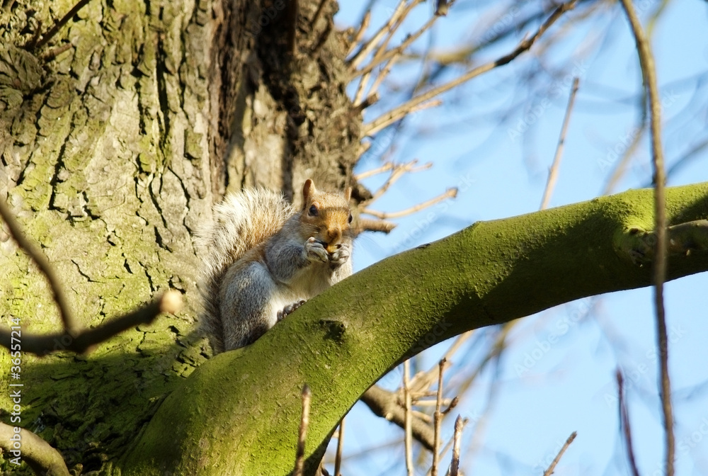 Obraz premium grey squirrel